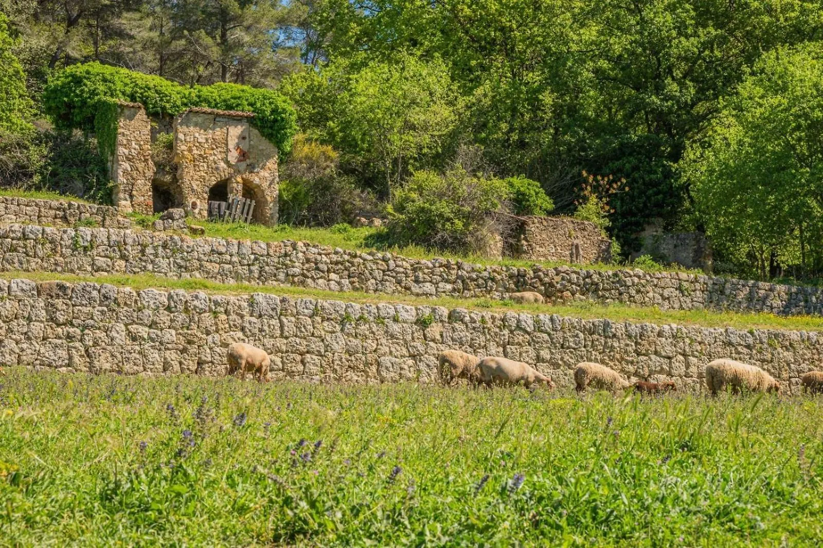 La Salamandre En Provence Saint-Paul-en-Foret Bed & Breakfast